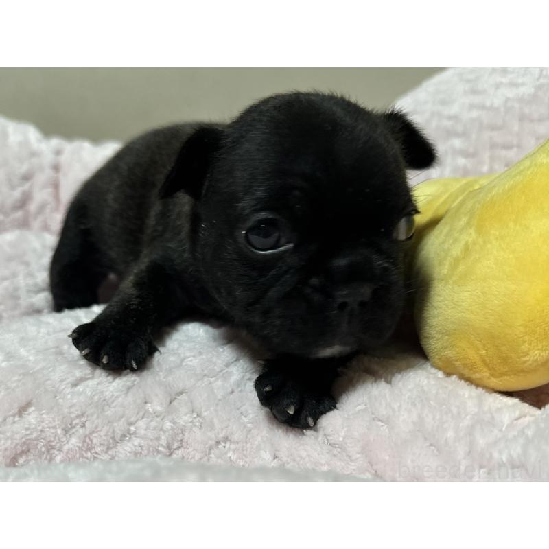 販売中の福岡県のフレンチブルドッグ-446389の9枚目