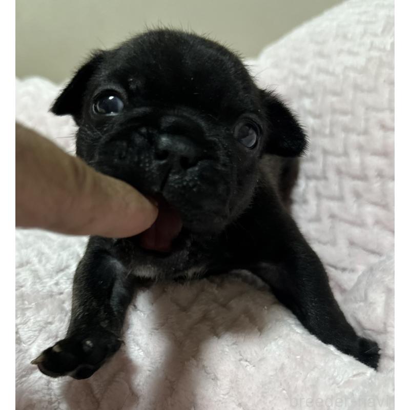 販売中の福岡県のフレンチブルドッグ-446389の8枚目