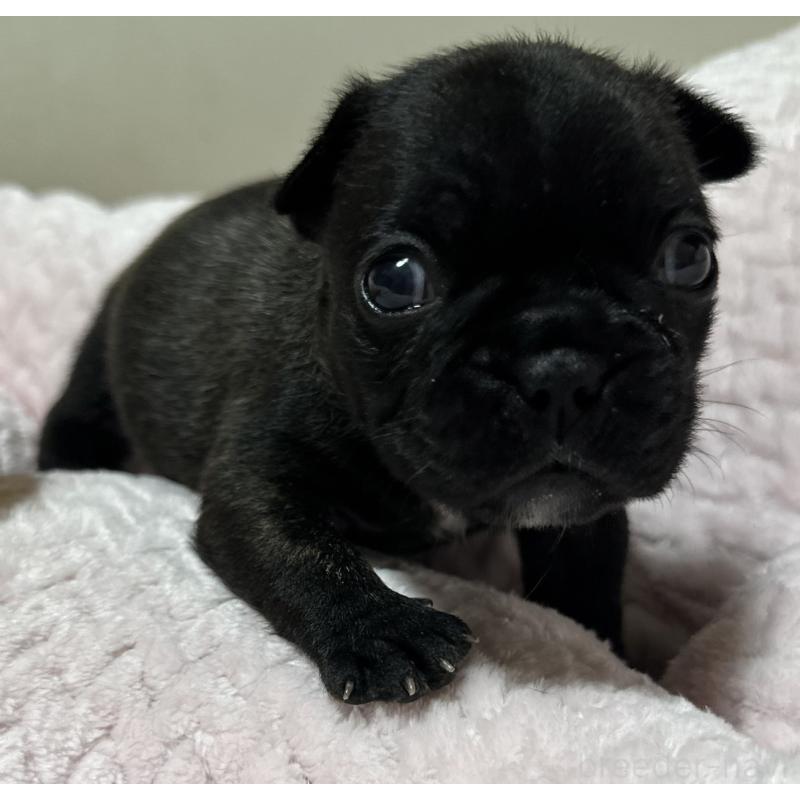 販売中の福岡県のフレンチブルドッグ-446389の6枚目