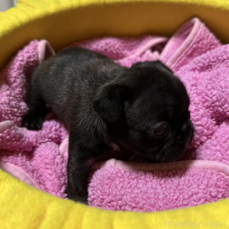 販売中の福岡県のフレンチブルドッグ-446389の5枚目