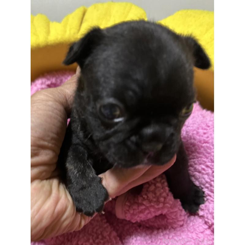 販売中の福岡県のフレンチブルドッグ-446389の4枚目