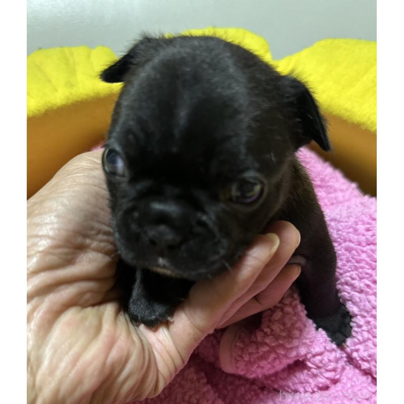 販売中の福岡県のフレンチブルドッグ-446389の3枚目