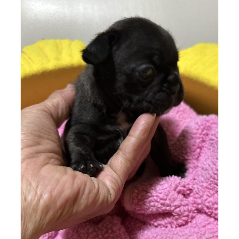 販売中の福岡県のフレンチブルドッグ-446389の2枚目