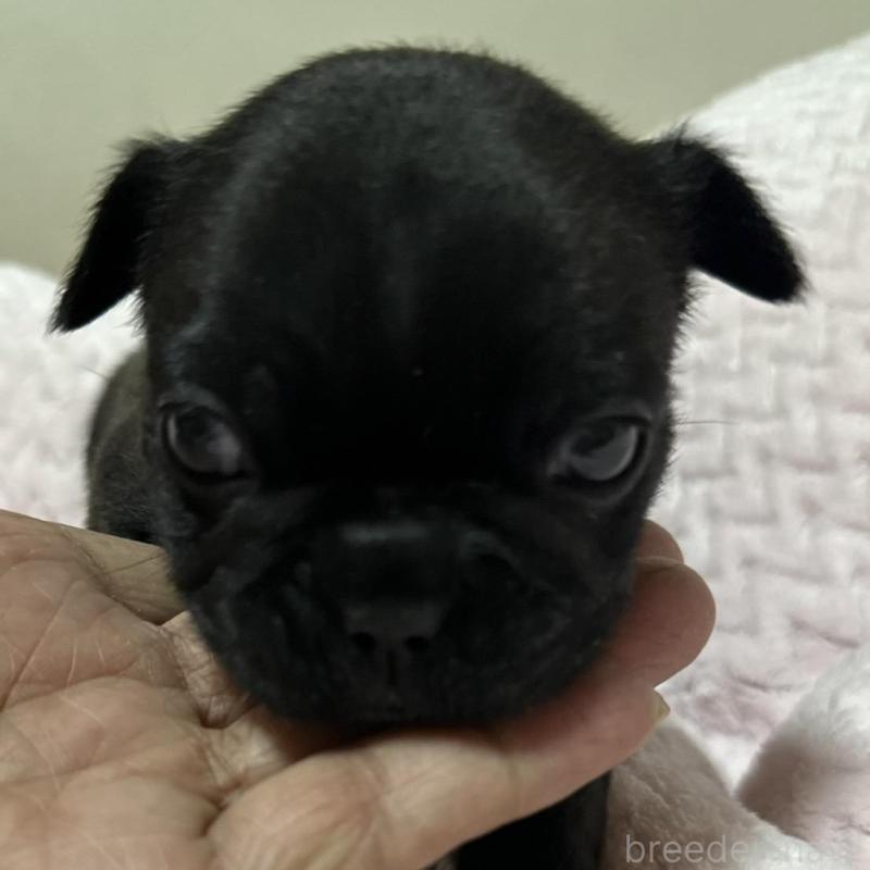 販売中の福岡県のフレンチブルドッグ-446389の1枚目