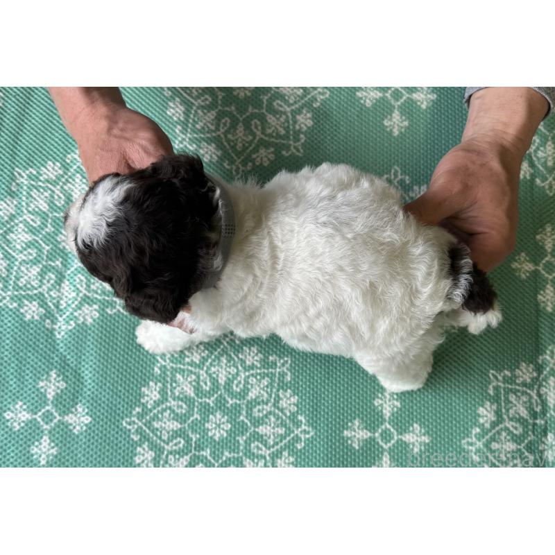 販売中の三重県のロマーニャウォータードッグ(ラゴット)-446391の5枚目