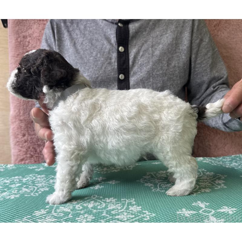 販売中の三重県のロマーニャウォータードッグ(ラゴット)-446391の4枚目