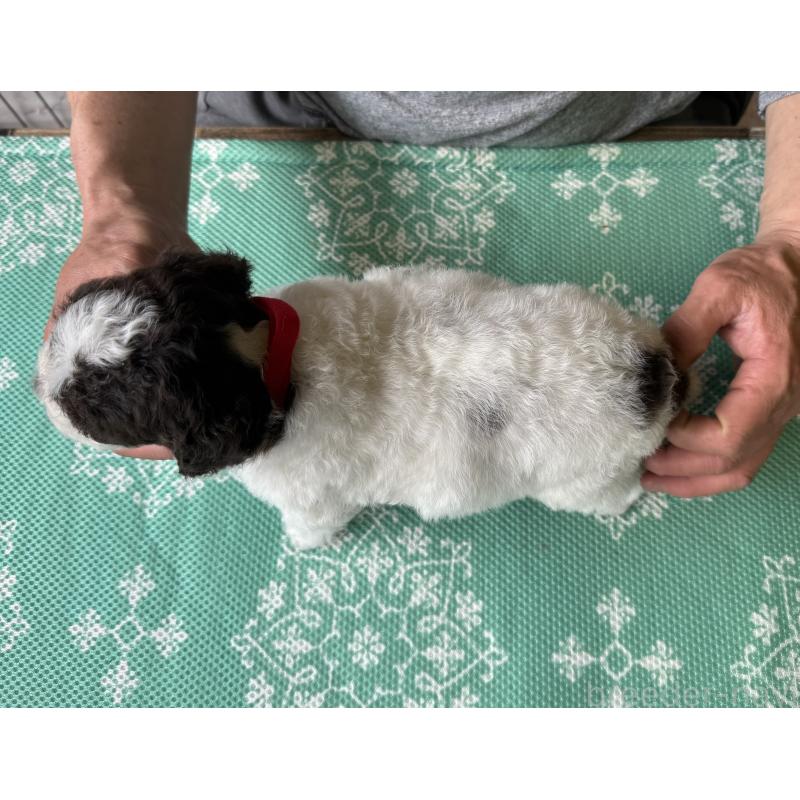 販売中の三重県のロマーニャウォータードッグ(ラゴット)-446394の5枚目