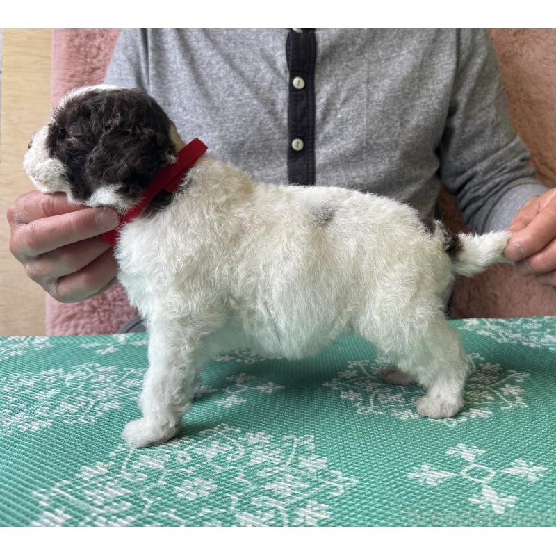 販売中の三重県のロマーニャウォータードッグ(ラゴット)-446394の4枚目