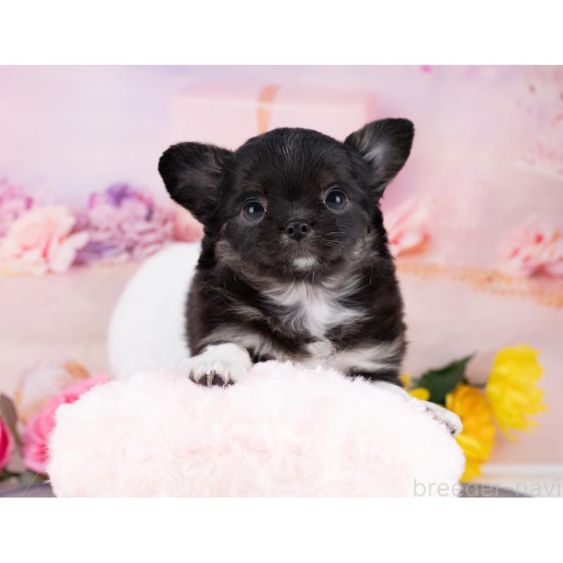 販売中の岐阜県のチワワ(ロングコート)-446393の7枚目