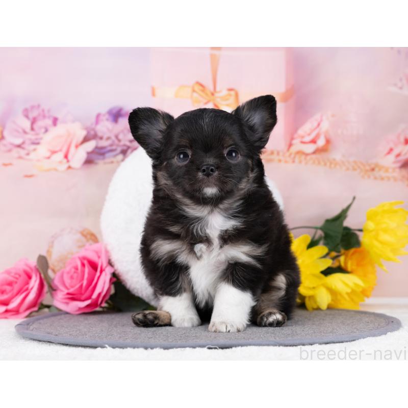 販売中の岐阜県のチワワ(ロングコート)-446393の6枚目