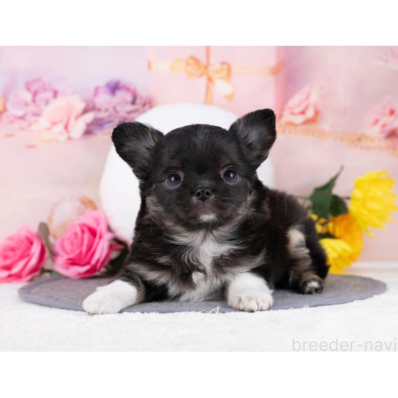 販売中の岐阜県のチワワ(ロングコート)-446393の5枚目