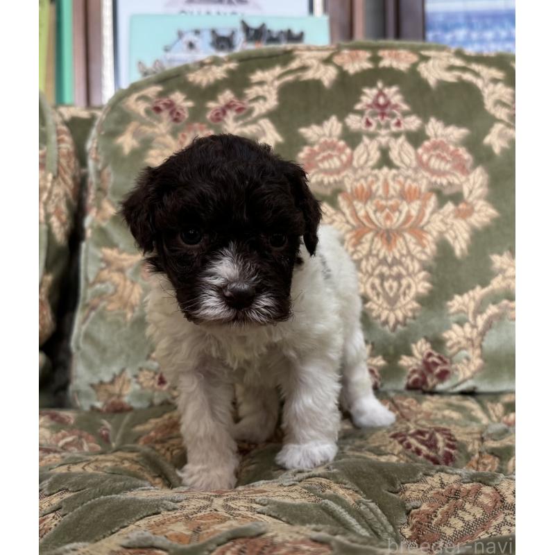 販売中の三重県のロマーニャウォータードッグ(ラゴット)-446395の5枚目