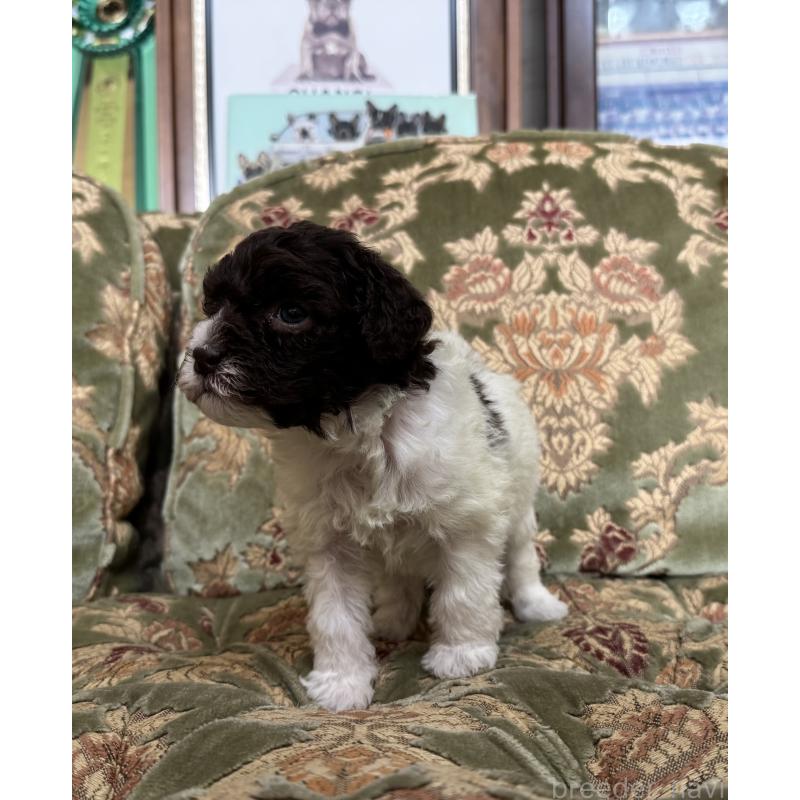 販売中の三重県のロマーニャウォータードッグ(ラゴット)-446395の4枚目