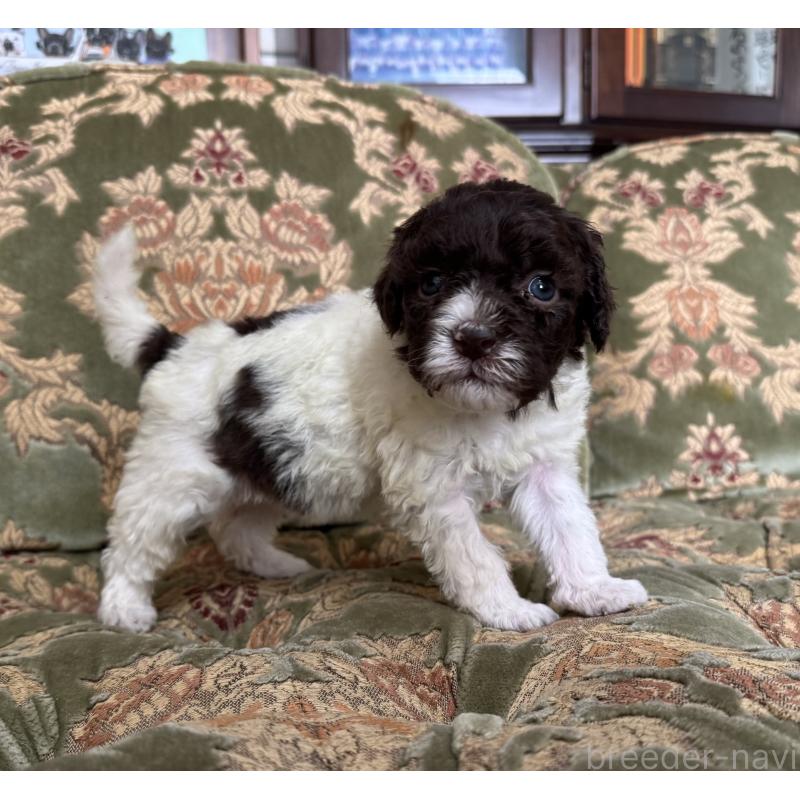 販売中の三重県のロマーニャウォータードッグ(ラゴット)-446395の3枚目