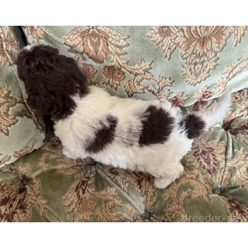 販売中の三重県のロマーニャウォータードッグ(ラゴット)-446395の2枚目