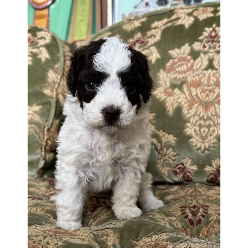 販売中の三重県のロマーニャウォータードッグ(ラゴット)-446396の5枚目