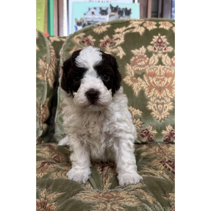 販売中の三重県のロマーニャウォータードッグ(ラゴット)-446396の4枚目