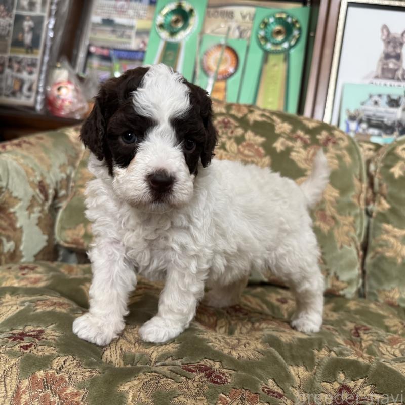 販売中の三重県のロマーニャウォータードッグ(ラゴット)-446396の3枚目