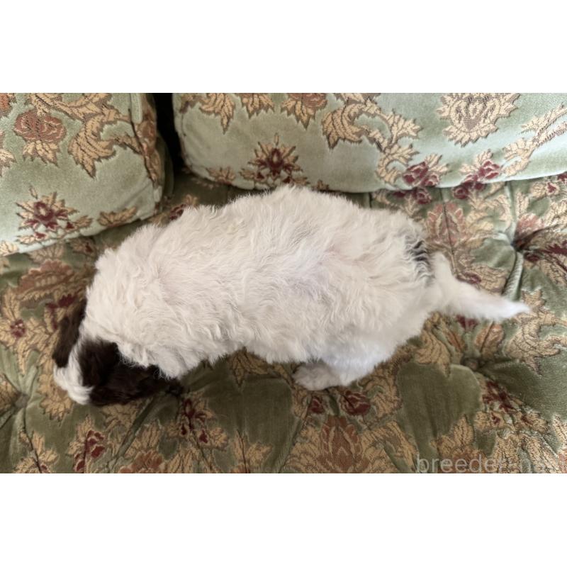 販売中の三重県のロマーニャウォータードッグ(ラゴット)-446396の2枚目