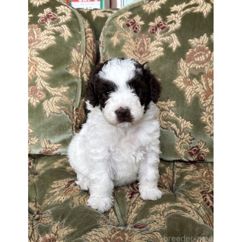 販売中の三重県のロマーニャウォータードッグ(ラゴット)-446397の6枚目