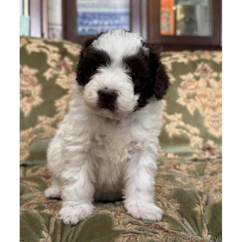 販売中の三重県のロマーニャウォータードッグ(ラゴット)-446397の5枚目