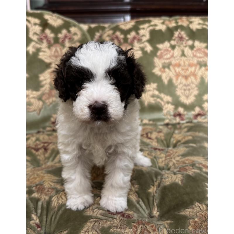 販売中の三重県のロマーニャウォータードッグ(ラゴット)-446397の3枚目