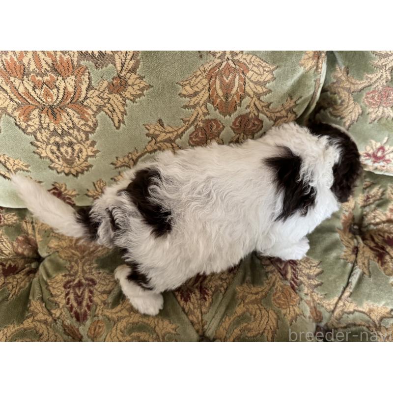 販売中の三重県のロマーニャウォータードッグ(ラゴット)-446397の2枚目