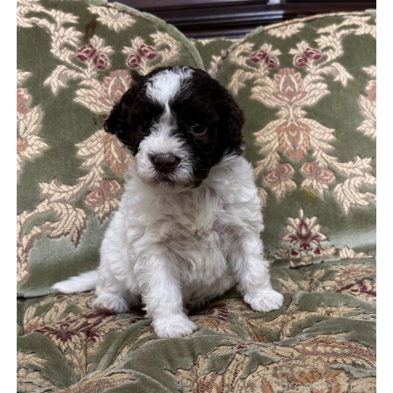 販売中の三重県のロマーニャウォータードッグ(ラゴット)-446398の6枚目