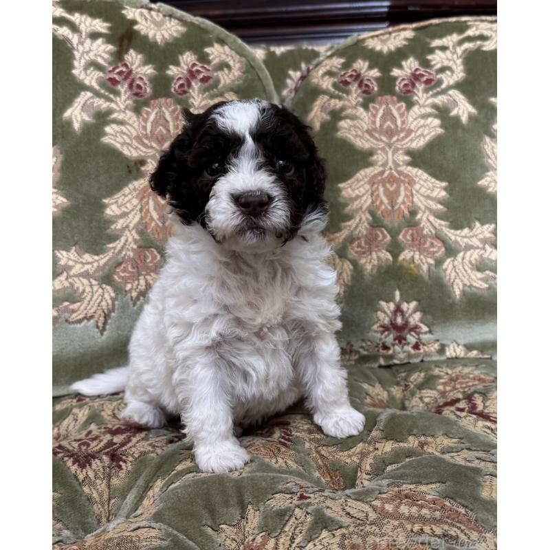 販売中の三重県のロマーニャウォータードッグ(ラゴット)-446398の5枚目