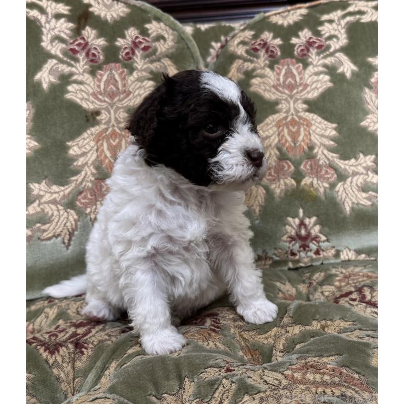 販売中の三重県のロマーニャウォータードッグ(ラゴット)-446398の4枚目