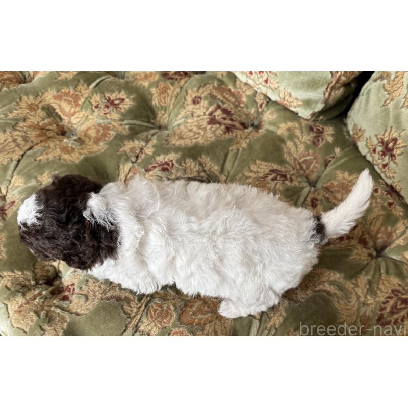 販売中の三重県のロマーニャウォータードッグ(ラゴット)-446398の2枚目