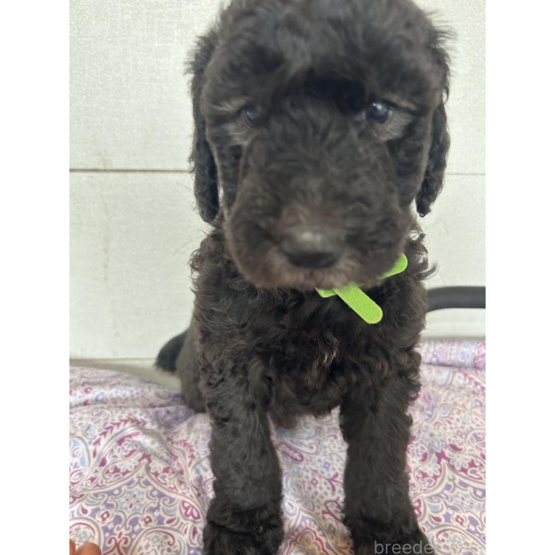 販売中の愛知県のスタンダードプードル-446399の1枚目