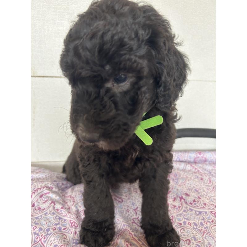 販売中の愛知県のスタンダードプードル-446399の3枚目