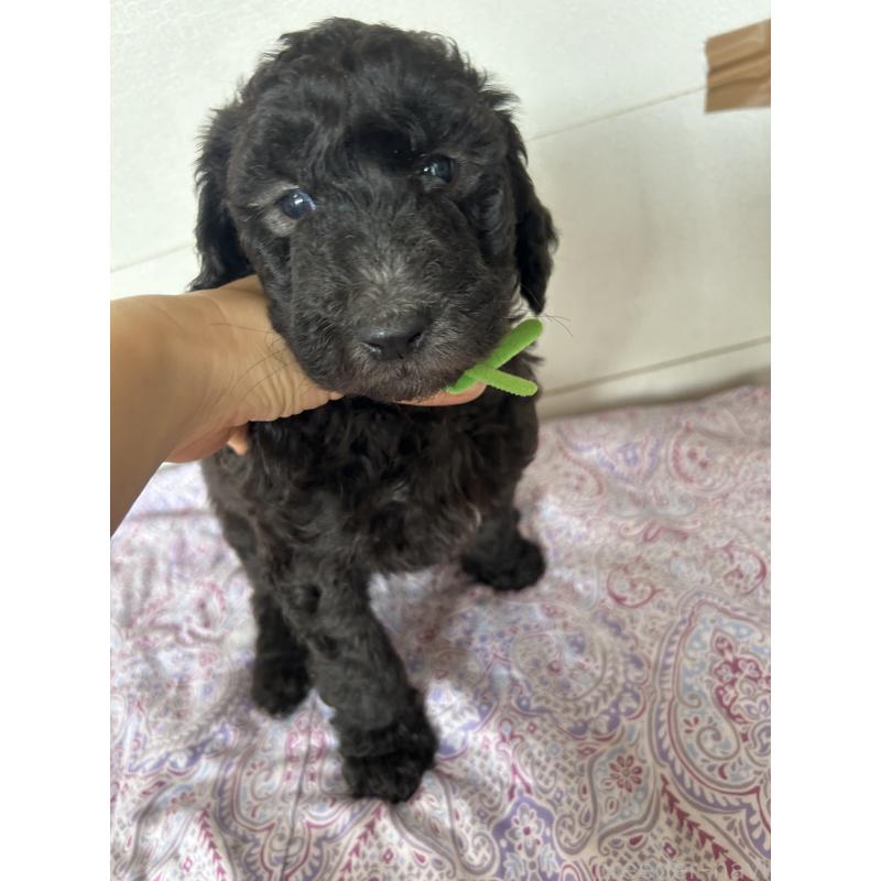 販売中の愛知県のスタンダードプードル-446399の2枚目