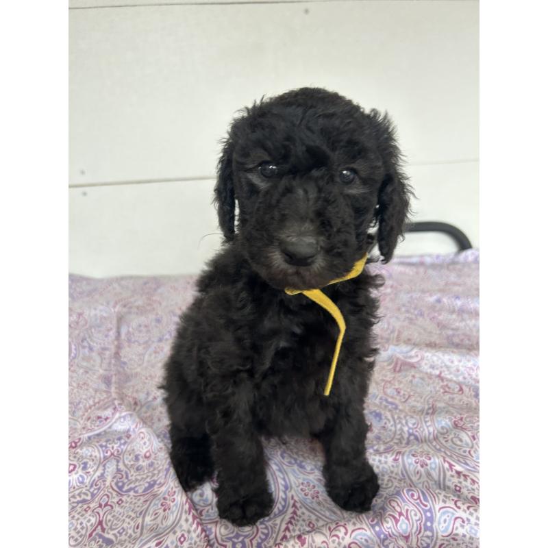 販売中の愛知県のスタンダードプードル-446400の1枚目