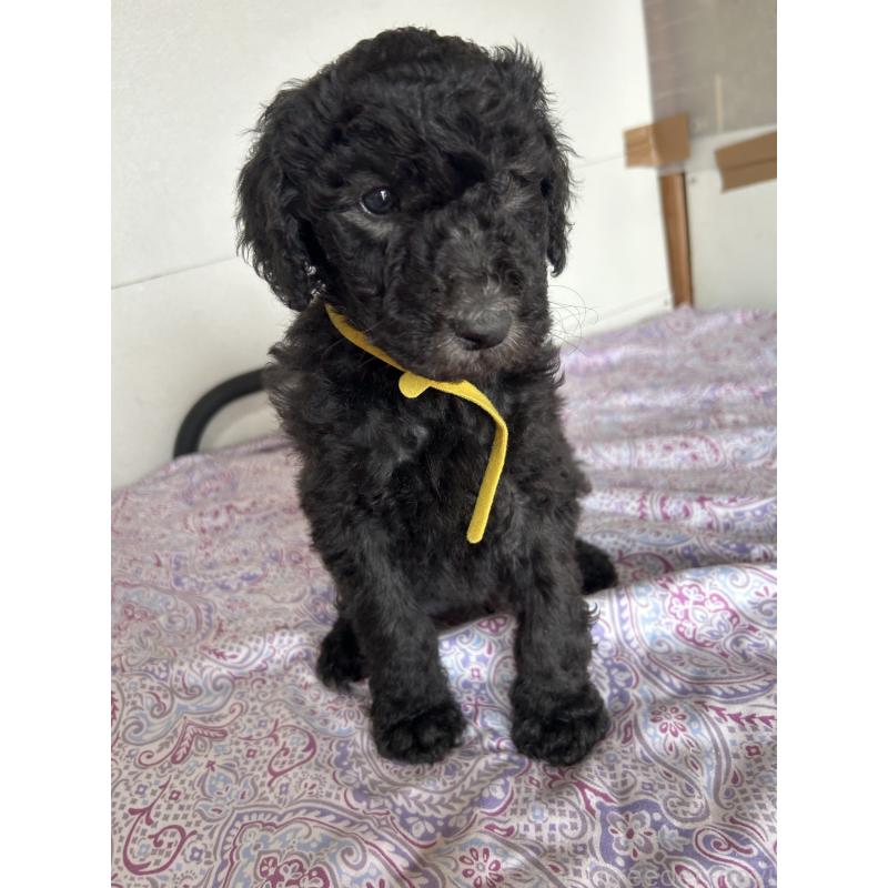 販売中の愛知県のスタンダードプードル-446400の4枚目