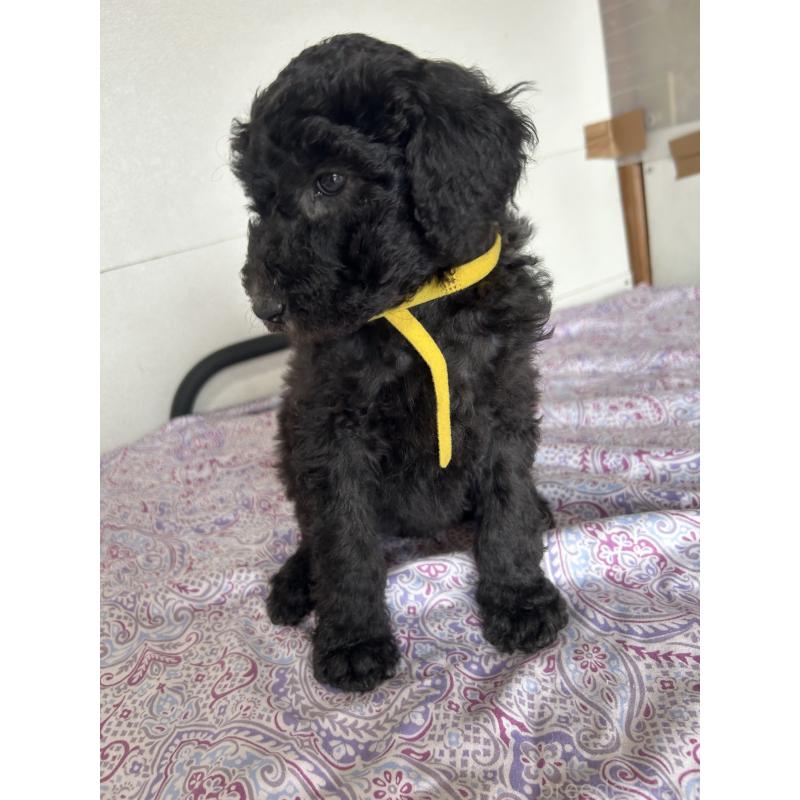 販売中の愛知県のスタンダードプードル-446400の3枚目