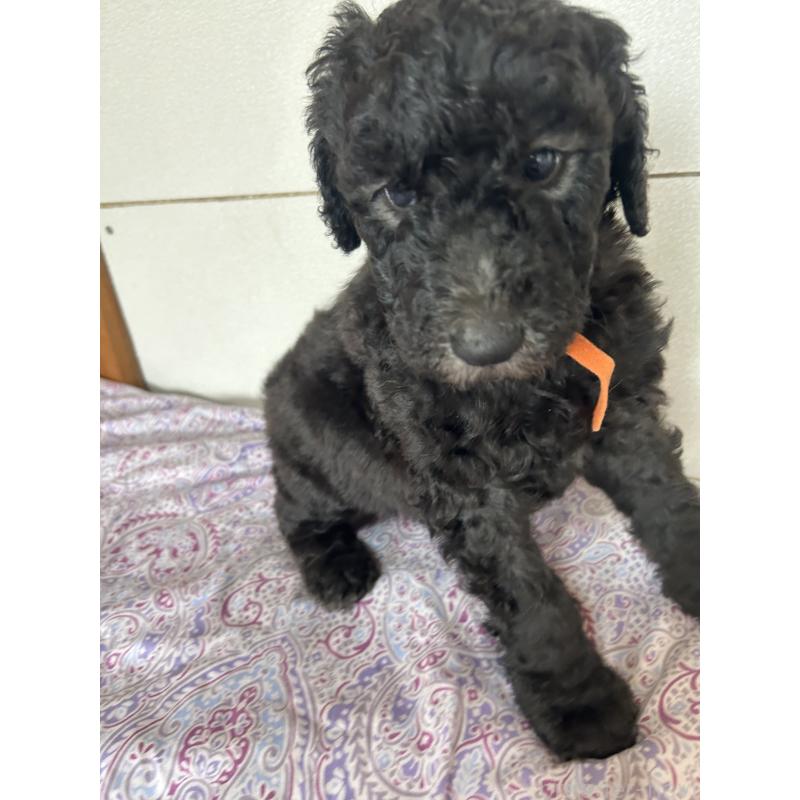 販売中の愛知県のスタンダードプードル-446402