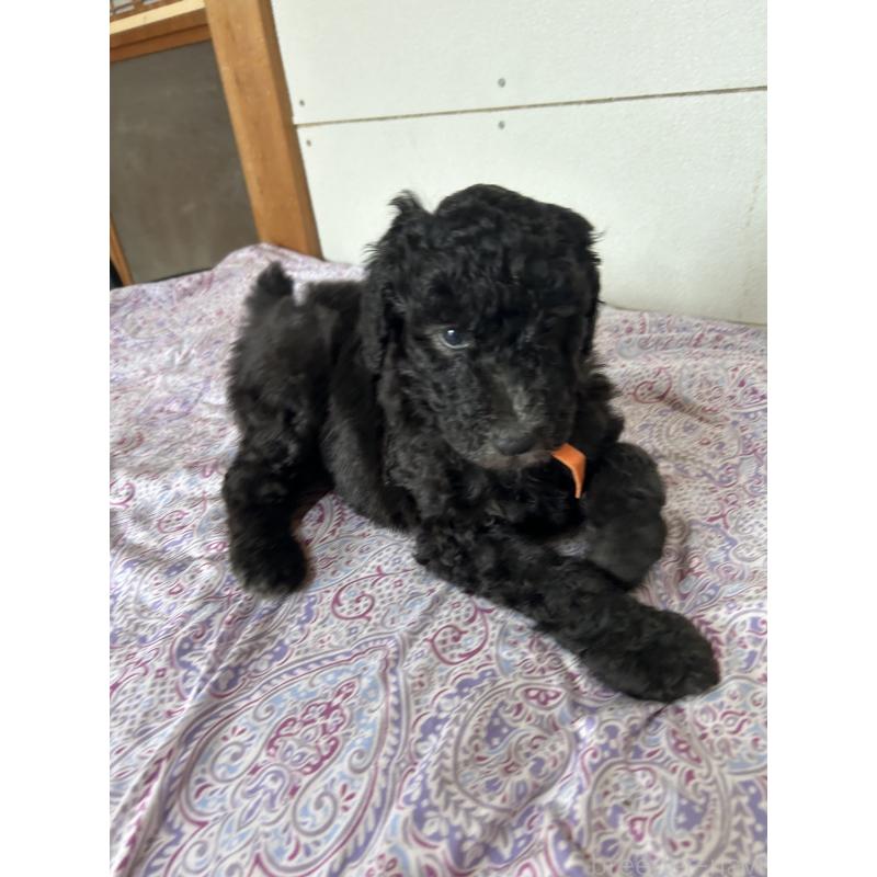 販売中の愛知県のスタンダードプードル-446402の5枚目