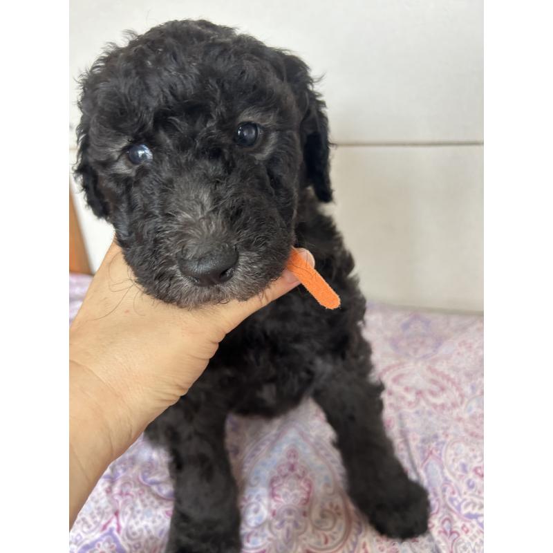 販売中の愛知県のスタンダードプードル-446402の4枚目