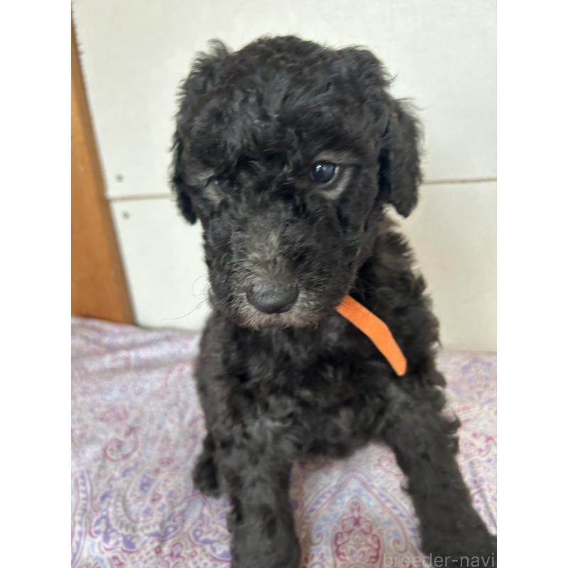 販売中の愛知県のスタンダードプードル-446402の2枚目