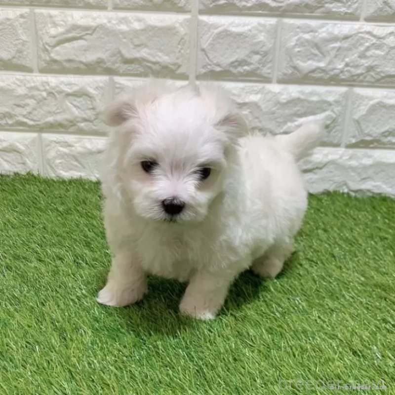 販売中の愛知県のマルチーズ-445369