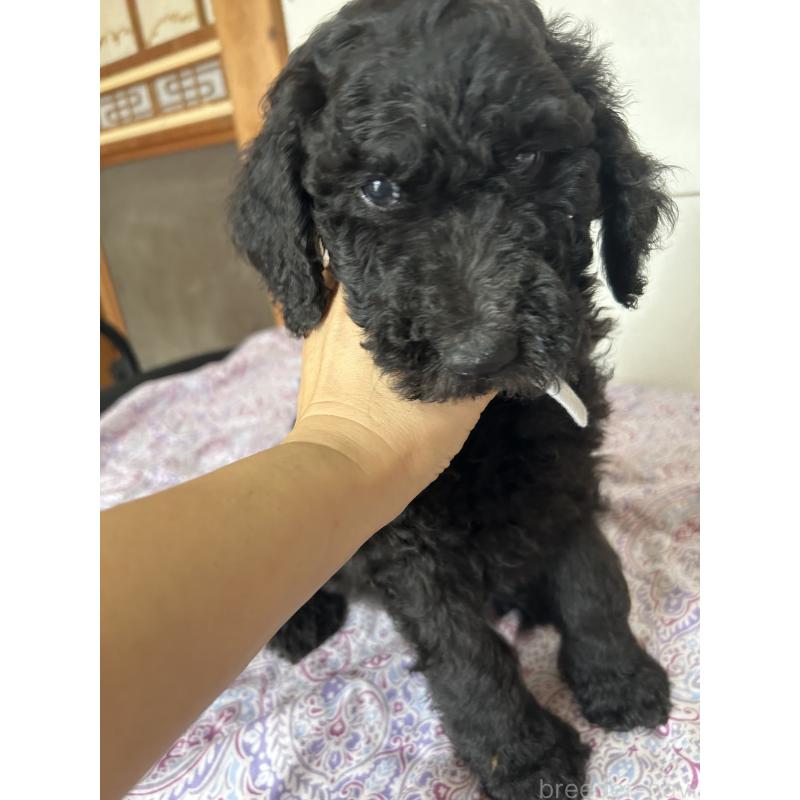 販売中の愛知県のスタンダードプードル-446404