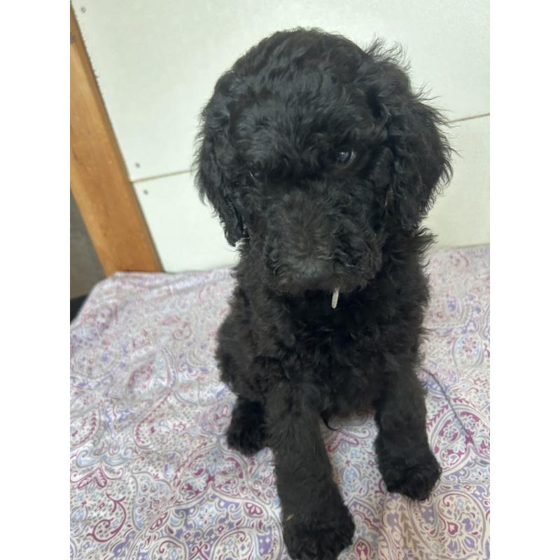 販売中の愛知県のスタンダードプードル-446404の6枚目