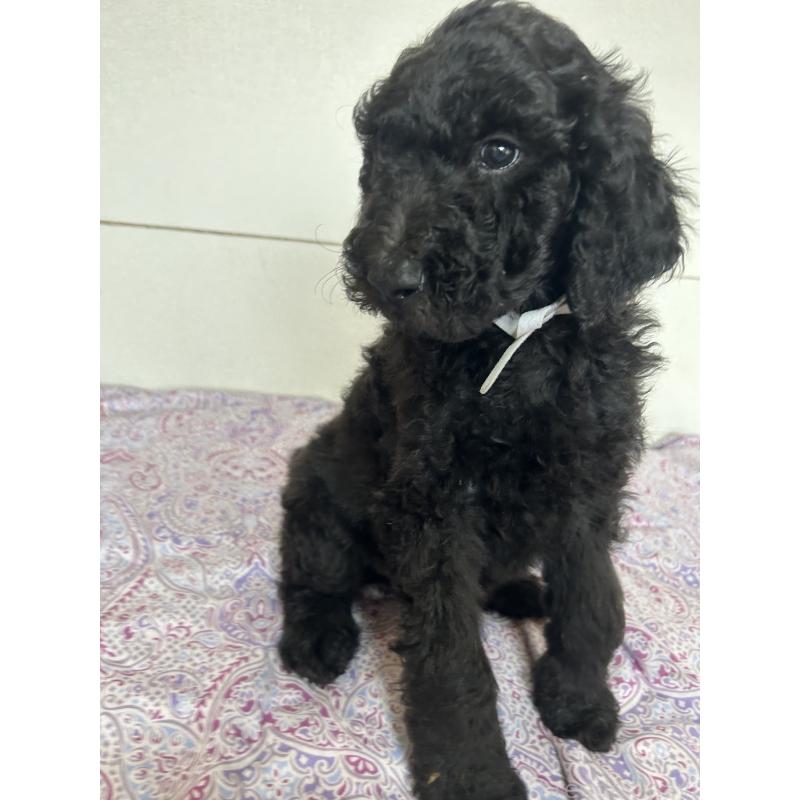 販売中の愛知県のスタンダードプードル-446404の5枚目