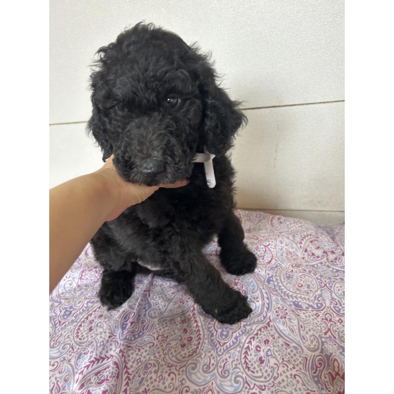 販売中の愛知県のスタンダードプードル-446404の4枚目