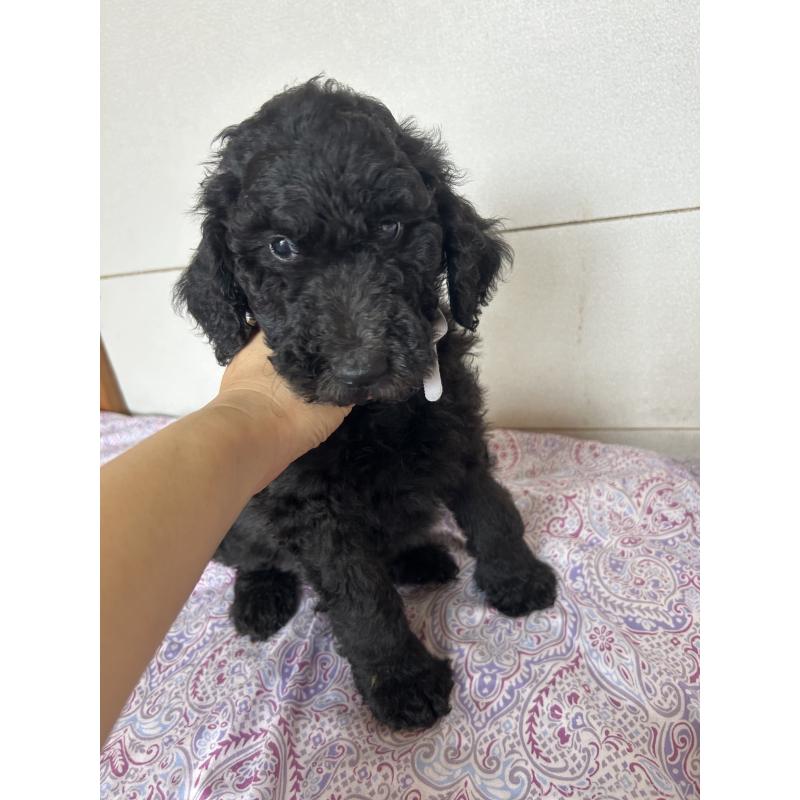 販売中の愛知県のスタンダードプードル-446404の3枚目