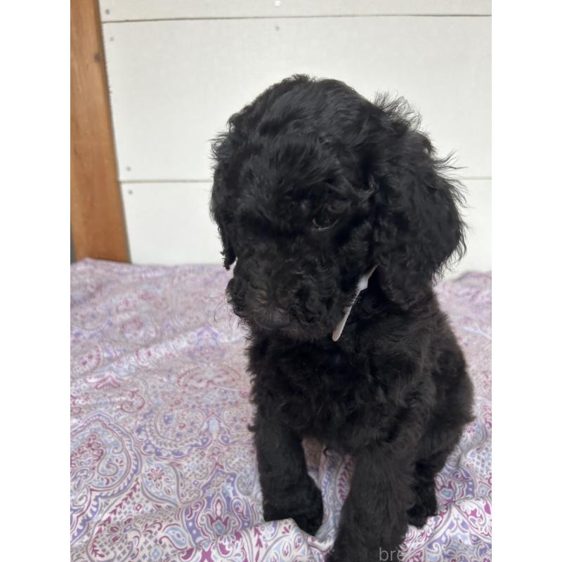 販売中の愛知県のスタンダードプードル-446404の2枚目