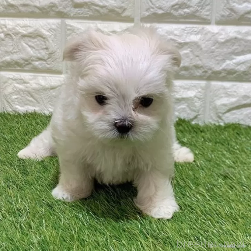 商談中の愛知県のマルチーズ-445355