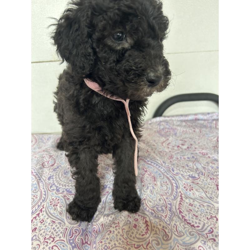 販売中の愛知県のスタンダードプードル-446406の6枚目